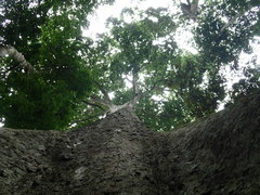 Triplochiton scleroxylon