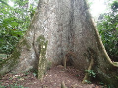 Triplochiton scleroxylon