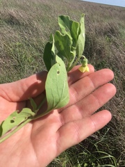 Physalis virginiana