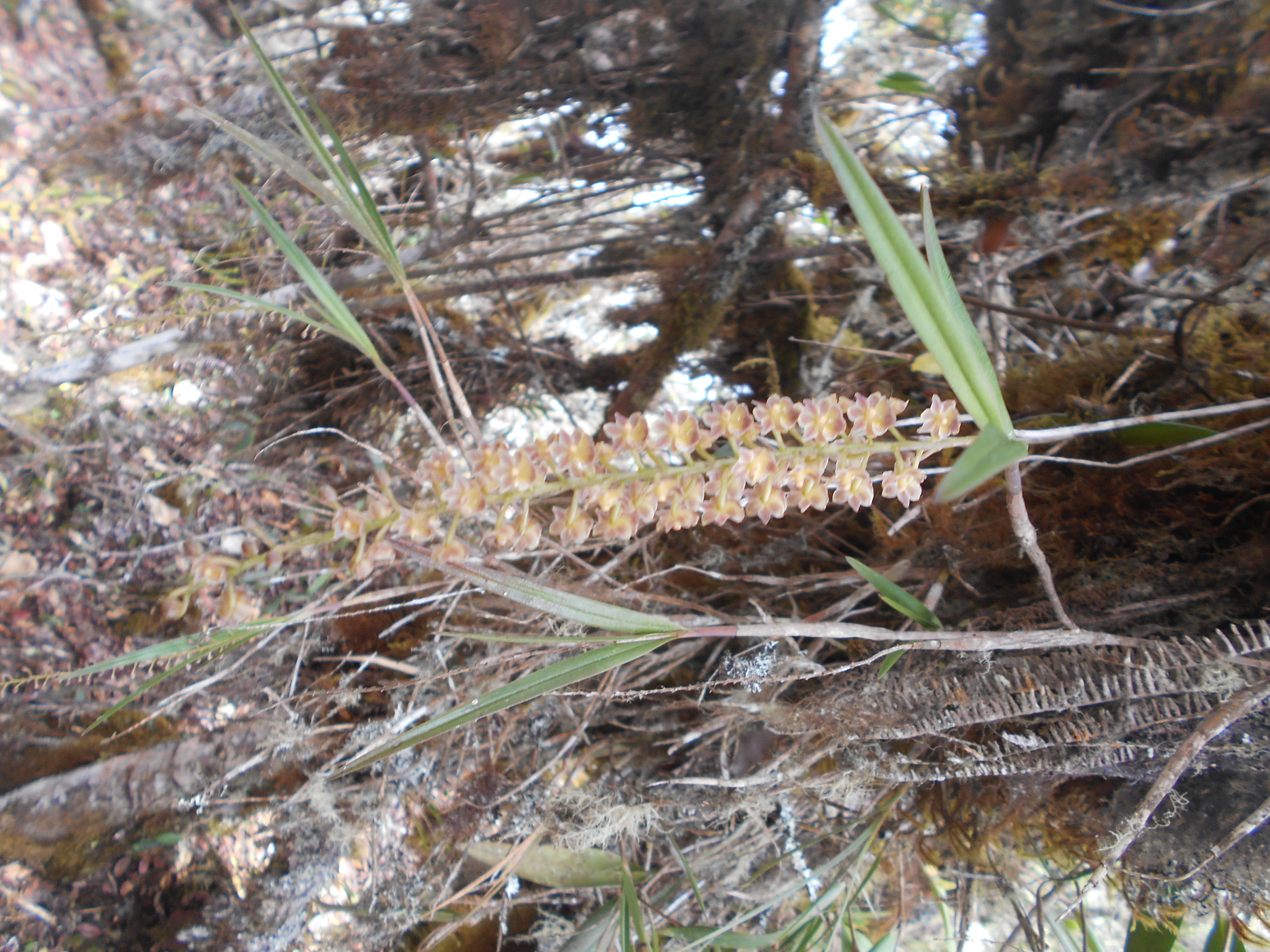 Epidendrum subliberhombicum Hágsater & E.Santiago 2