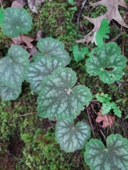 Heuchera