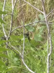 Promachus painteri