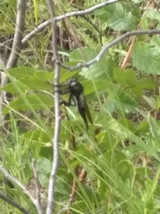 Promachus painteri