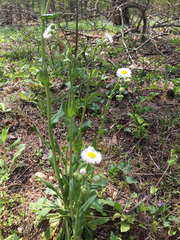 Erigeron pulchellus