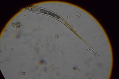 Tripyla