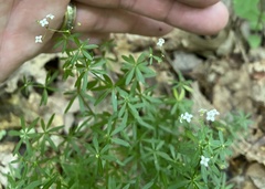 Galium concinnum