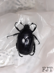 Cotinis antonii