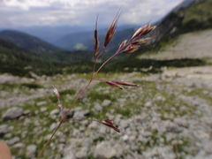 Trisetum distichophyllum