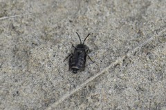 Epeolus americanus