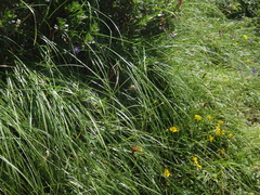 Festuca pulchella