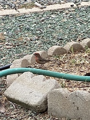 Haemorhous mexicanus