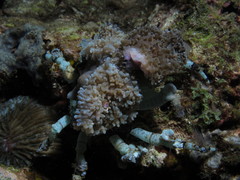 Cyclocoeloma tuberculatum