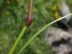 Festuca pulchella