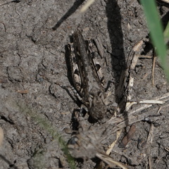 Psoloessa delicatula