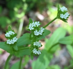 Valerianella locusta
