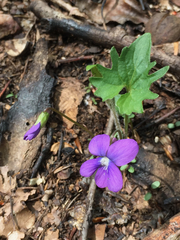 Viola palmata