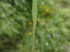 Festuca pulchella