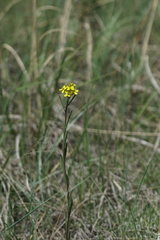 Erysimum inconspicuum