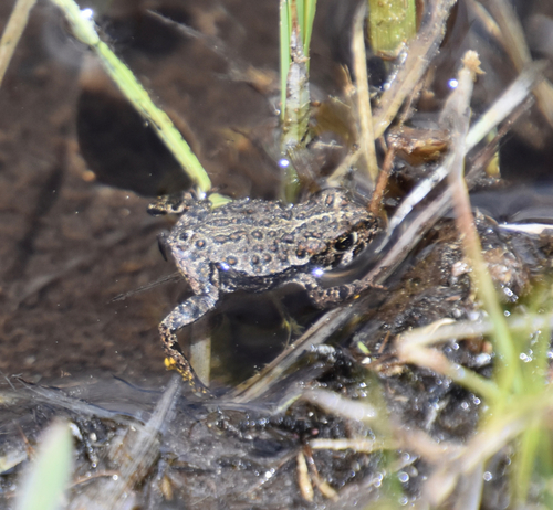 iNaturalist observation photo of Yosemite Toad