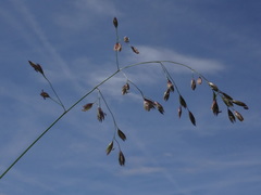 Festuca pulchella