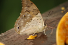 Archaeoprepona demophon