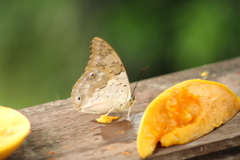 Archaeoprepona demophon