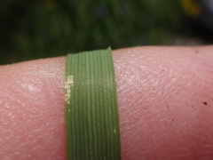 Festuca pulchella