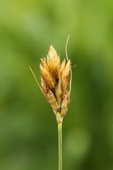 Carex douglasii
