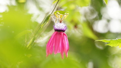 Passiflora rogitamensis