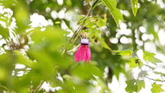 Passiflora rogitamensis