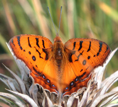 Catacroptera cloanthe cloanthe