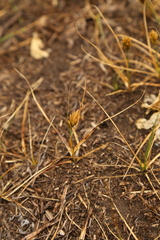 Carex douglasii