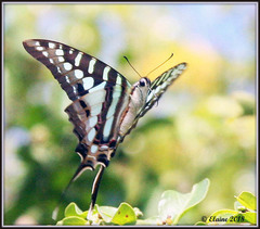 Graphium policenes policenes