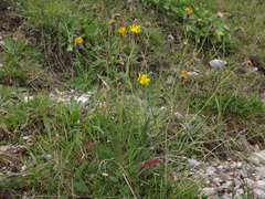Hieracium glaucum
