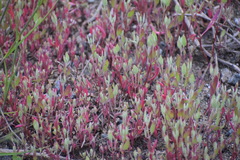 Atriplex dioica