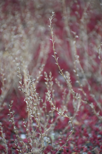 Image of Atriplex dioica by (c) Syd Cannings, some rights reserved (CC BY)