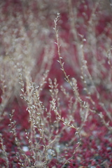 Atriplex dioica