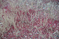 Atriplex dioica