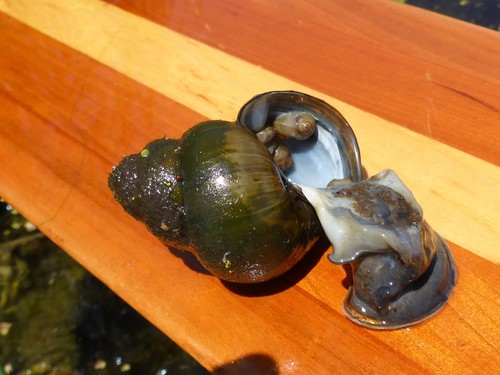 Asian Apple Snail