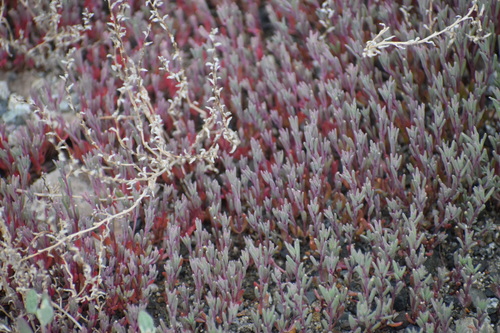 Image of Atriplex dioica by (c) Syd Cannings, some rights reserved (CC BY)