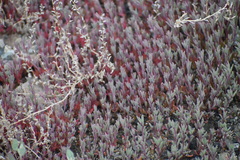 Atriplex dioica