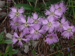 Dianthus sternbergii