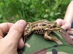 Pelophylax lessonae