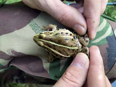 Pelophylax lessonae