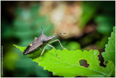 Proxys albopunctulatus