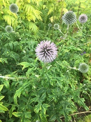 Echinops bannaticus
