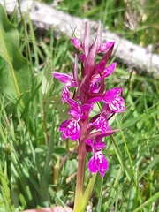 Dactylorhiza lapponica