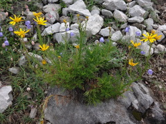 Jacobaea abrotanifolia