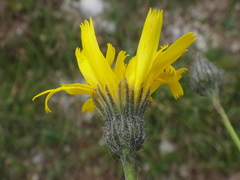 Hieracium glaucum