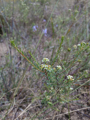 Diosma hirsuta
